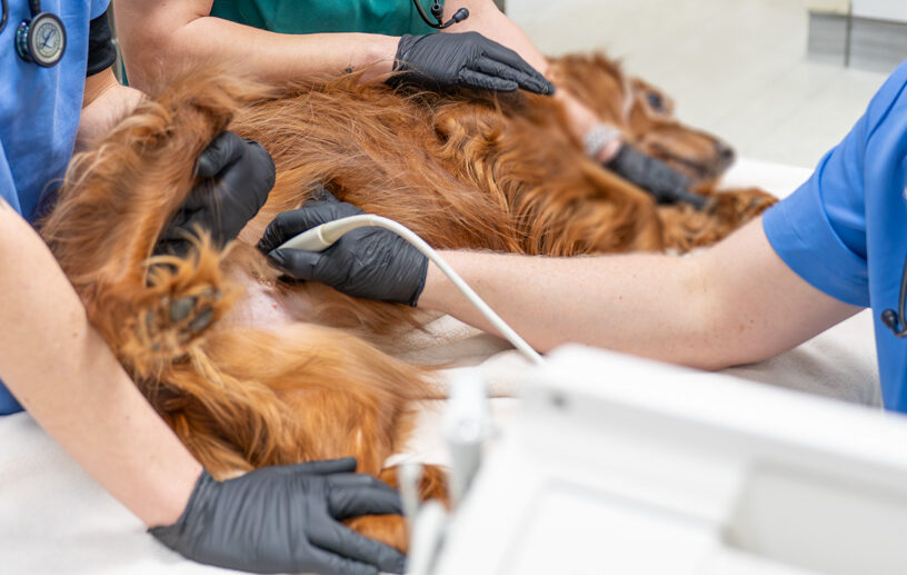 Manchester Vet Centre - Willows Vet Group (Web) 055