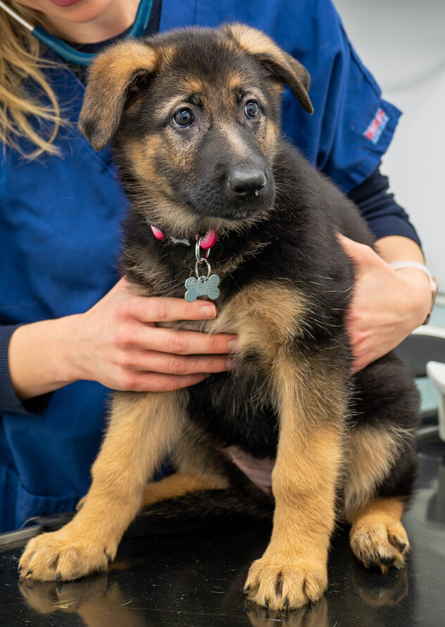 The Willows Veterinary Group - Hampton (Web) 029