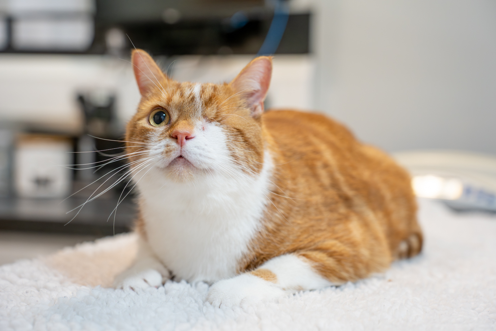 Willows Veterinary Group - Winsford (Web) 024