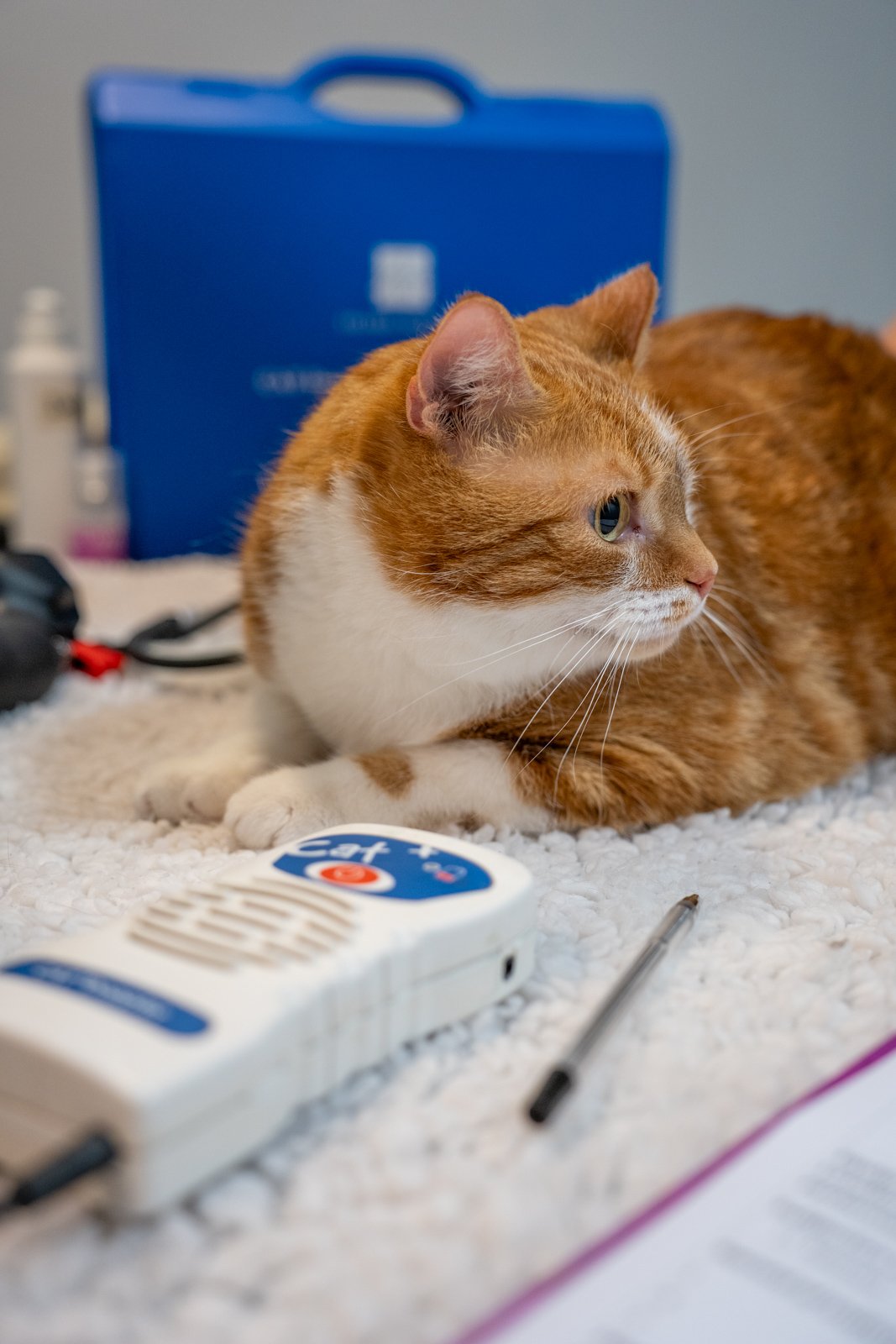 Willows Veterinary Group - Winsford (Web) 059